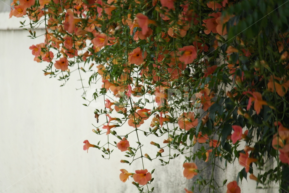 plant,능소화,꽃,어사화,leaf,담,식물,자연,plants,nature,꽃,flower