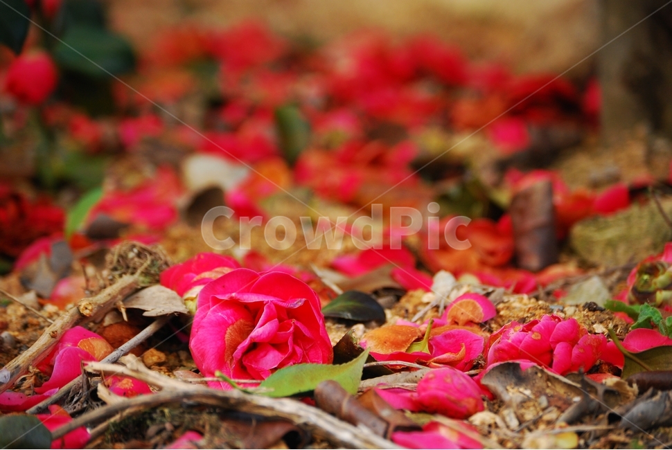 봄,동백,겨울꽃,겨울,낙화,화단,봄,계절,spring,season,식물,자연,plants,nature,꽃,flower,petal,꽃잎,plant,blossom