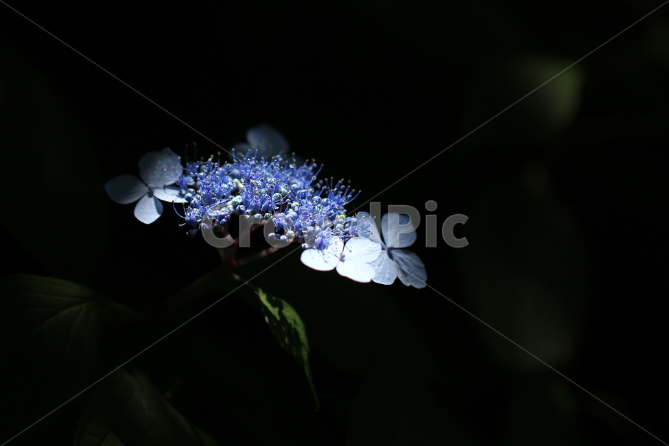 petal,light,hydrangea,Blue violet,flower