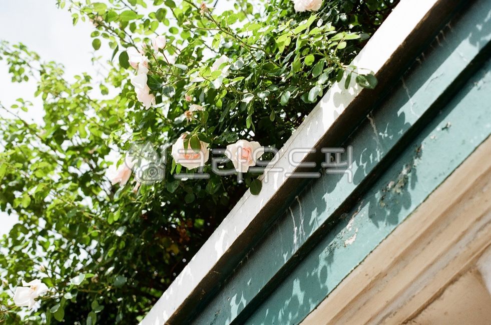 경북,경주시,경주,꽃,장미