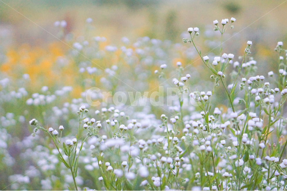 꽃,개망초,하양,풍경,초록,식물,식물,자연,plants,nature,꽃,flower