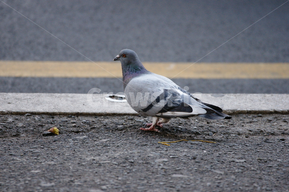 비둘기,새,조류,인도,도로,동물,animal,조류,새,birds