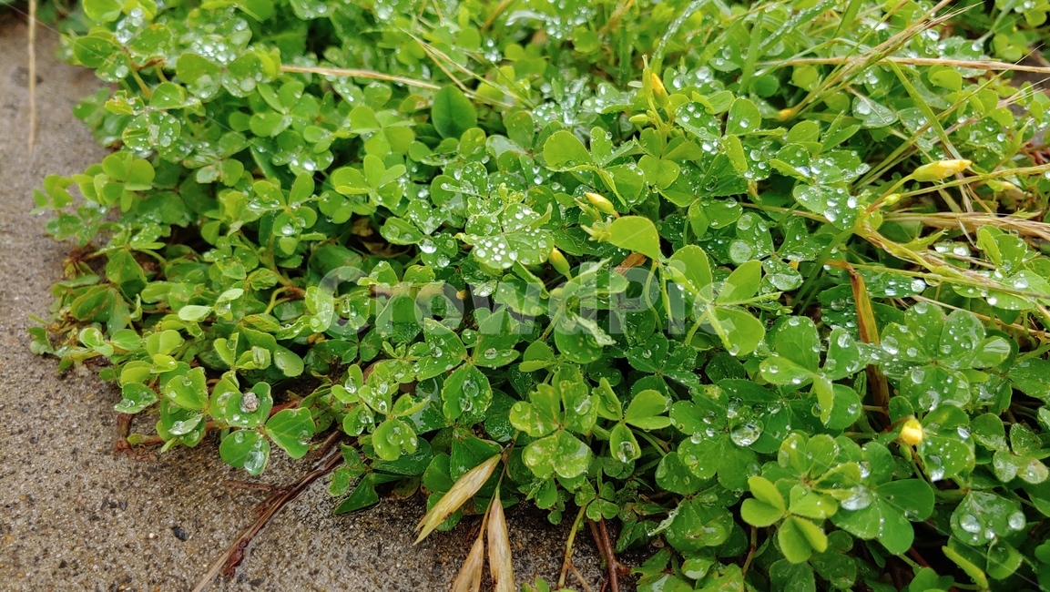 세잎클로버,클로버,clover,trifoliumrepensl,trifolium,아일랜드국화