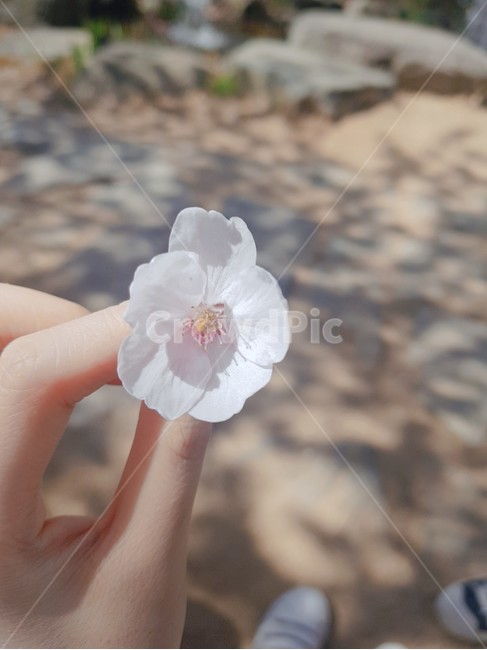 식물,꽃,벚꽃,봄,자연,plant,flower