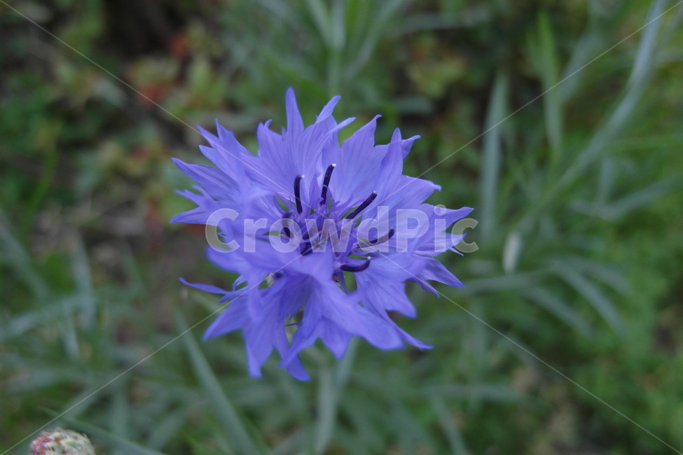 꽃,꽃잎,식물,화단,자연,보라색꽃,flower,garden