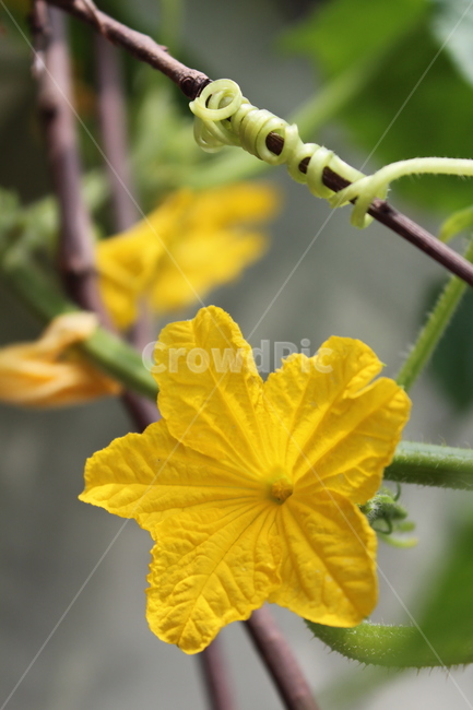 plant,식물,식물꽃,꽃,노란꽃,식물,자연,plants,nature,꽃,flower