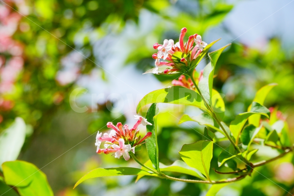 꽃,봄,나무,자연,식물,식물,자연,plants,nature,꽃,flower,휴식,힐링,rest,relaxation,healing,색깔,색상,색채,색감,color sense,color sensitivity,feeling of color