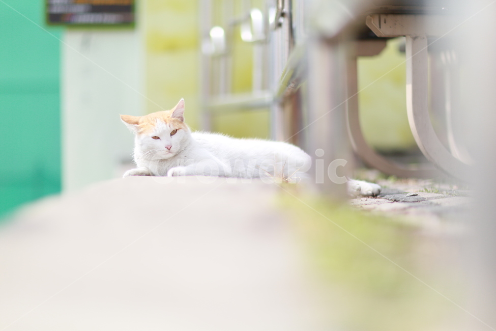 고양이,길고양이,집사,길냥이,동물,동물,animal,포유류,mammal,고양이,cat,kitten,kitty