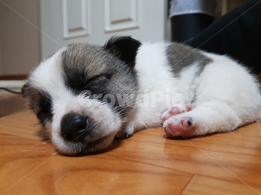 강아지,강아지발바닥,잠자는강아지,아기강아지,반려동물,동물,animal,포유류,mammal,개,강아지,dog,doggy