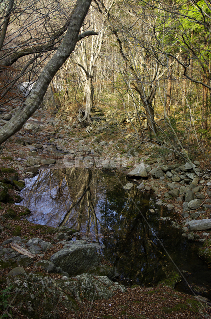 겨울,나무,식물,plant,풍경,자연,풍경,nature,landscape,outdoors,옥외,land,땅,water,물