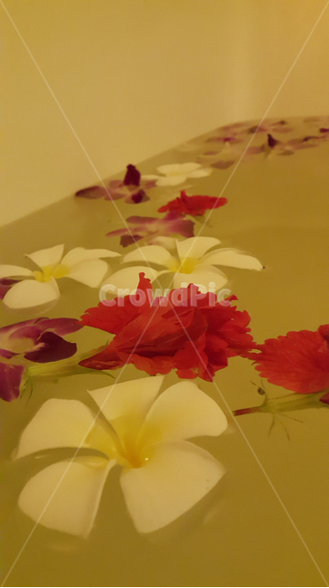 목욕,꽃,하와이,천리향,신혼,꽃,flower,기념일,축하,anniversary,congratulation,celebrate,celebration