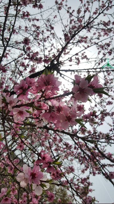 꽃,봄,핑크,분홍,하늘,향기,봄향기,봄,계절,spring,season