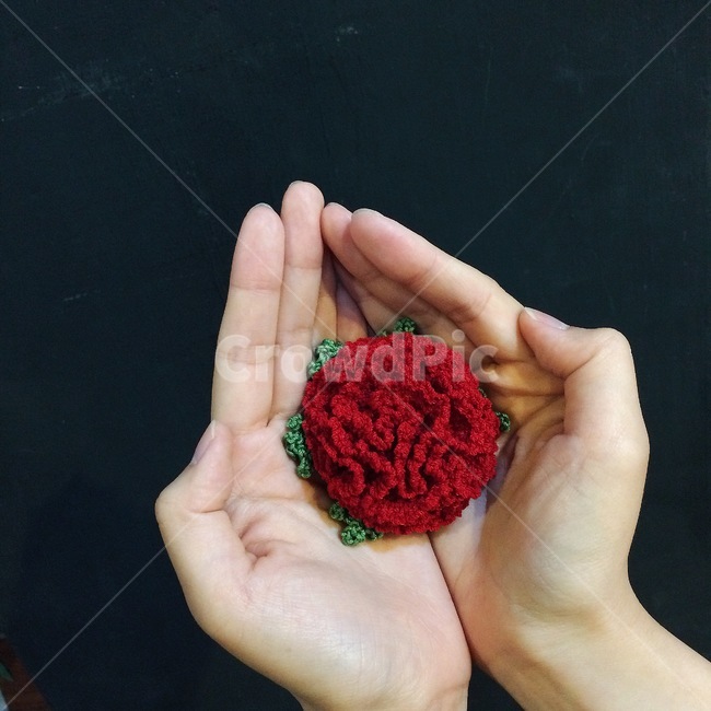 finger,손가락,human,인간,person,사람,카네이션,carnation,어버이날,스승의날,flower,parentsday,감성사진,감사,감사인사