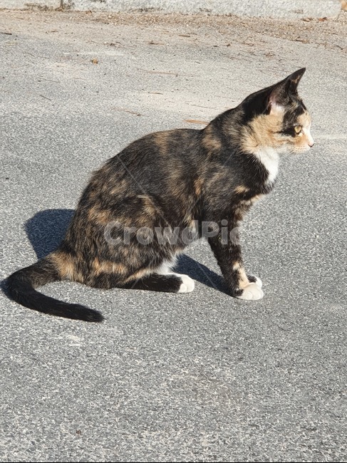cat,pet,고양이,animal,동물,동물,animal,포유류,mammal,고양이,cat,kitten,kitty