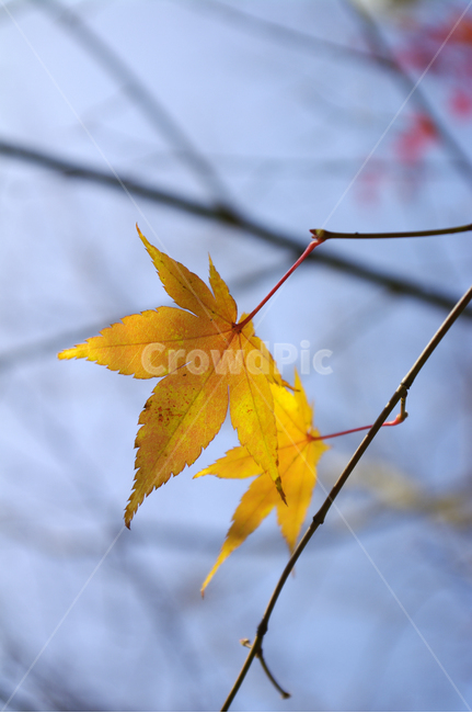 가을,단풍,잎,color,식물,plant,가을,계절,fall,autumn,season,leaf,tree,나무