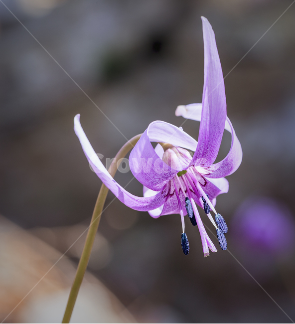 얼레지,야생화,곷,봄꽃,식물,자연,접사,매크로,분홍색,연분홍색,봄,계절,spring,season,식물,자연,plants,nature,꽃,flower,plant,blossom