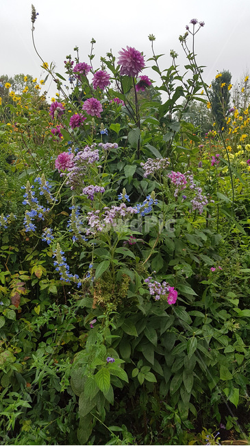 식물,꽃,정원,꽃송이,flower,blossom,화원
