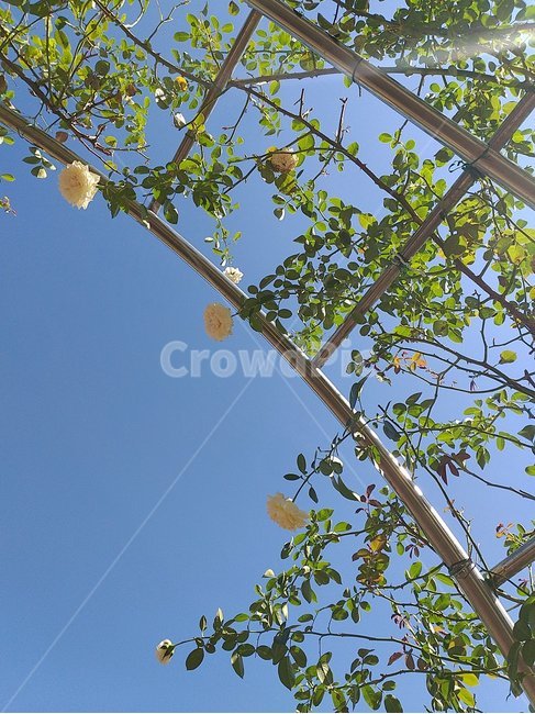 tree,나무,plant,식물,플레어,flare,light,빛