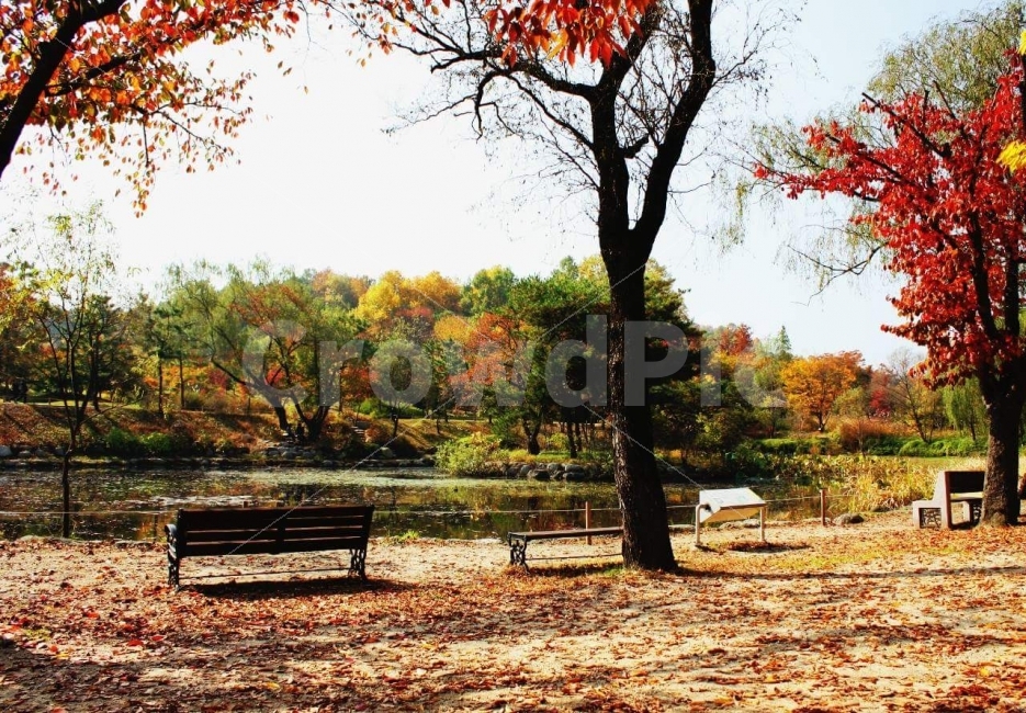 가을,수목원,감성사진,풍경사진,단풍,낙옆,물향기수목원,autumn,일상,색감,감성,기록,휴일,휴가,힐링,휴식,canon,canon6d,landscape,가을,계절,fall,autumn,season,자연,풍경,nature,landscape,식물,plants,나무,trees,wood,bench,벤치,tree,plant,tree trunk,나무 줄기,furniture,가구