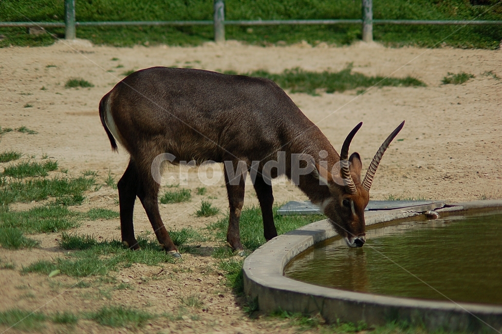 동물,animal,자연,nature,동물원,포유류,동물,animal,포유류,mammal