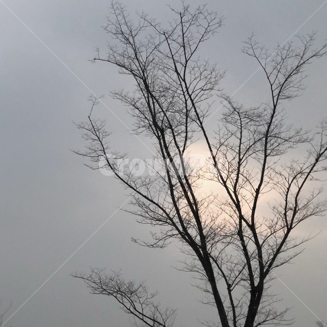 나무,풍경,하늘,구름,노을,미세먼지,감성,겨울,가을,식물,자연,plants,nature,나무,trees,wood