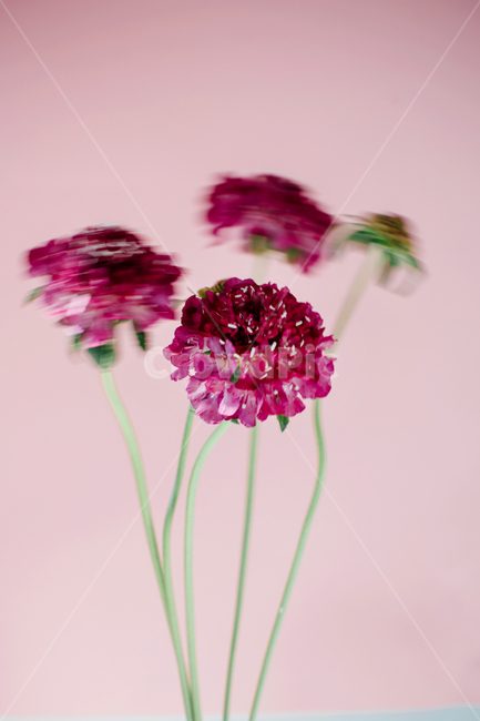 꽃,아름다운,예쁜,봄,plant,식물,blossom,flower,꽃,flower