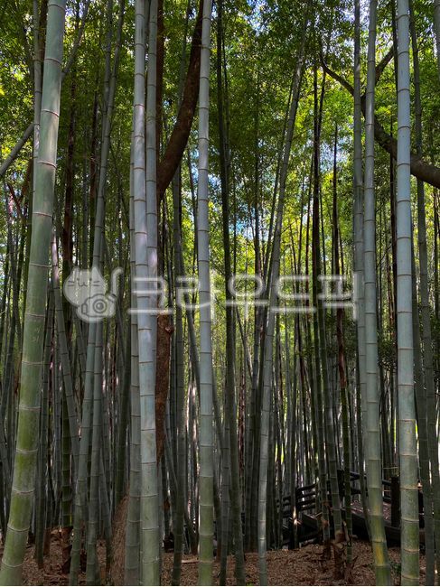 대나무숲,대나무,숲,한라수목원,제주한라수목원,나무,tree,plant,bamboo,moring,summer,nature,natural,woods,wood,trees,korea