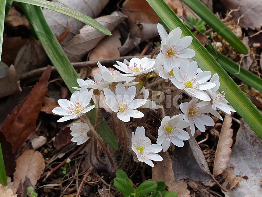 야생화,노루귀,꽃,들꽃,봄꽃,식물,하얀꽃,flower