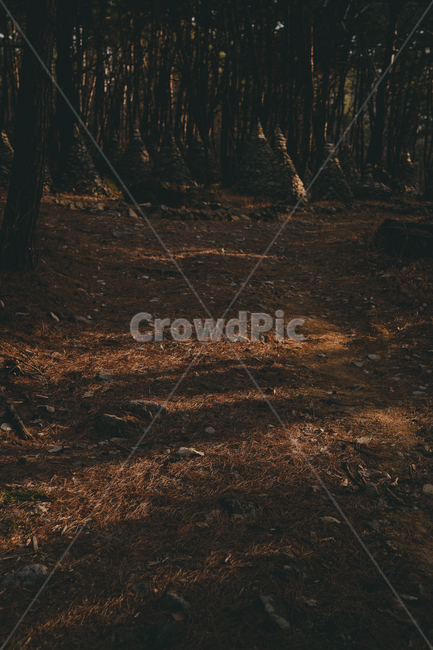 바닥,outdoor,landscape,nature,ground,경치,그림자,가을,낙엽