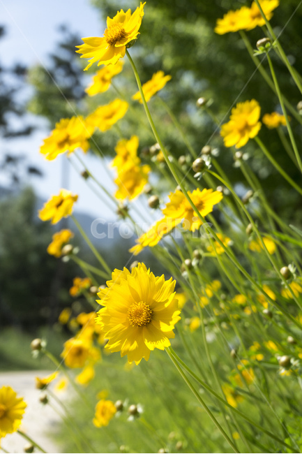 Shaken,Wild chrysanthemum,yellow flower,yellow,bright,spring flower,flower garden,soil,scenery,spring,chrysanthemum,yellow chrysanthemum,yellow wild flower,dirt road,nature,emotional,flower,field,plant,wild flowers,wind
