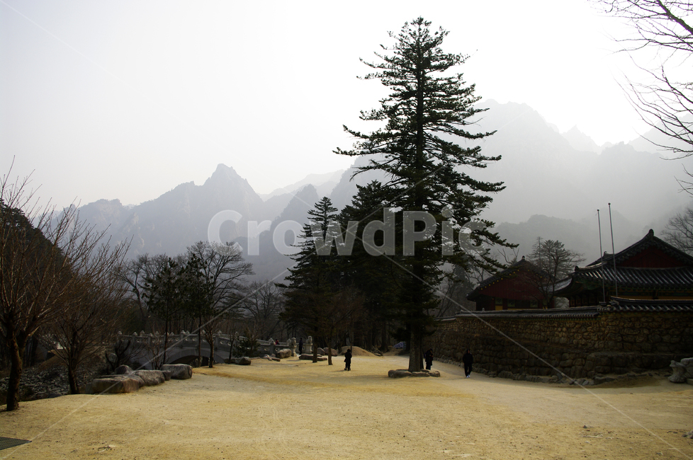 나무,자연,사찰,전통,건축,설악산,tree,plant,산