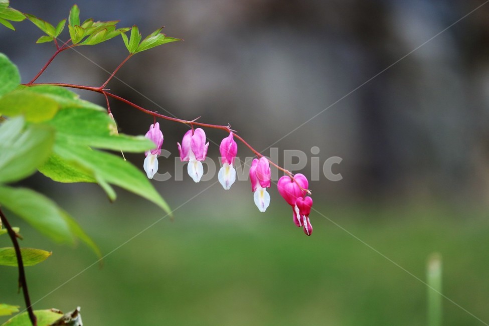 plant,식물,꽃,flower,금낭화,식물,자연,plants,nature,꽃,flower