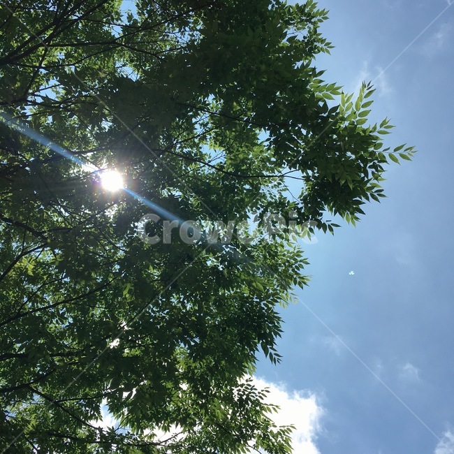 자연,풍경,하늘,나무,숲,nature,green,sky,tree,light,빛,scenary,landscape,자연,풍경,nature,landscape,flare,플레어
