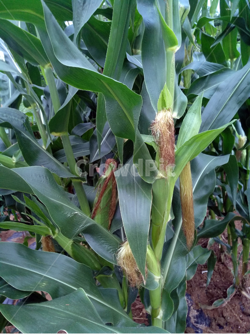 옥수수,옥수수밭,옥수수재배,곡식,곡물,곡류,곡식,cereals,농업,농사,agriculture,farming,farming industry