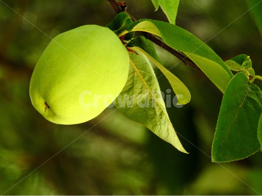 식물,과일,모과,plant,fruit,식물,자연,plants,nature,과일,열매,fruit