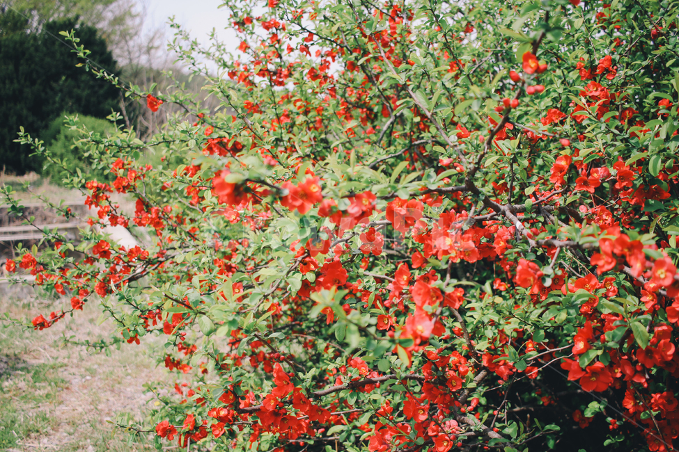 꽃,빨간꽃,봄꽃,감성사진,필름카메라,식물,자연,plants,nature,꽃,flower