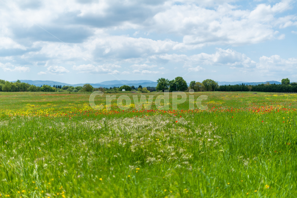 하늘,구름,들판,야생화,꽃,풀,토스카나,toscana,tuscany,투스카니,이탈리아,이태리,italia,italy,풍경