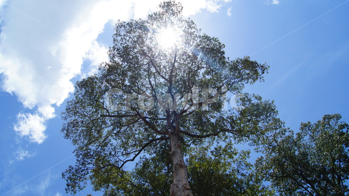 trees,tree,forest,cambodia,sky,blue,cloud,road,park,garden,landscape,green,nature,sun,sunny,sunnyday,나무,하늘,공원,숲,캄보디아,풍경,자연,해