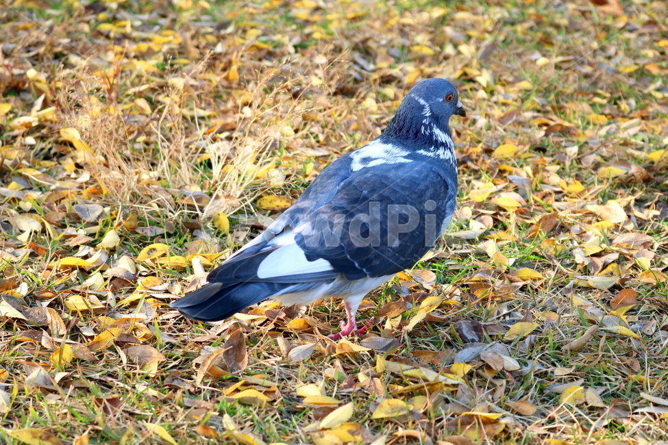 비둘기,새,조류,동물,낙엽,풀밭,풀,가을,가을,계절,fall,autumn,season,동물,animal,조류,새,birds,bird