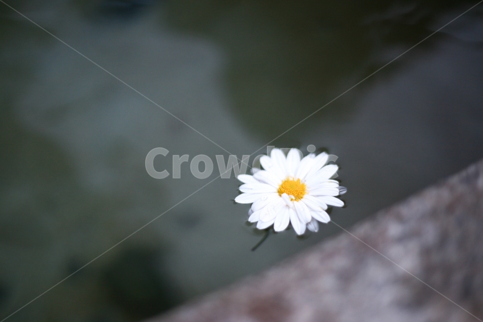 자연,꽃,코스모스,식물,감성사진,아웃포커싱,계곡,물,flower,water,cosmos,흰색,절,꽃,flower,감성,sensible,feeling
