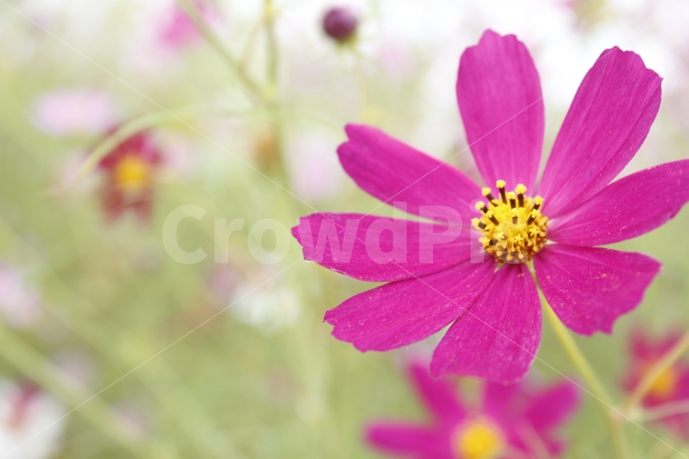가을,코스모스,분홍,흰색,가로사진,가을,계절,fall,autumn,season,식물,자연,plants,nature,꽃,flower,감성,sensible,feeling,plant