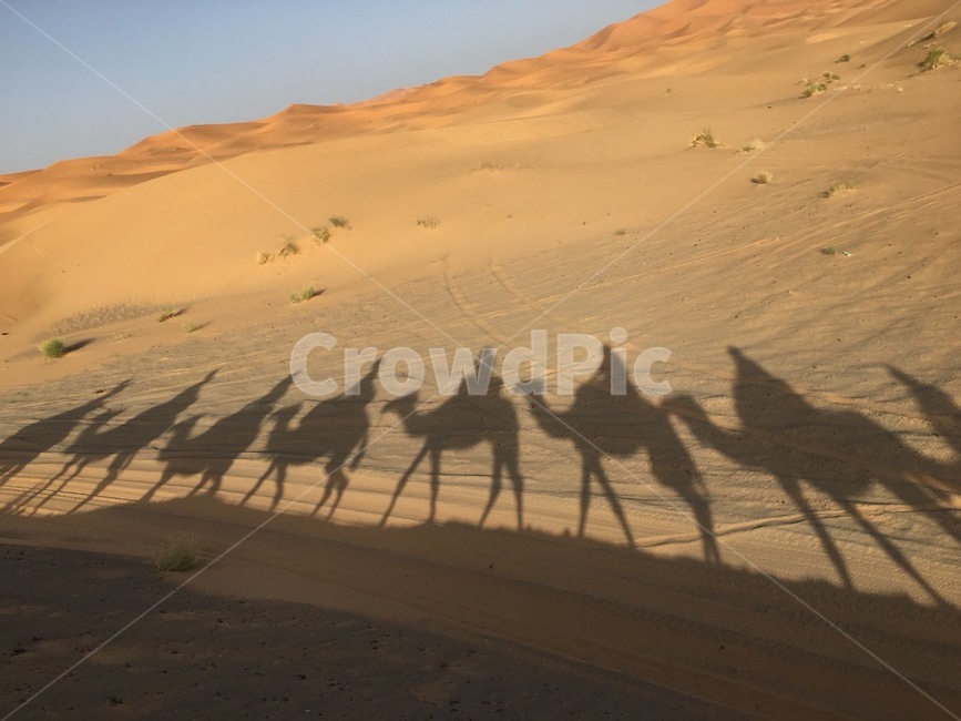 모로코,사막,낙타,자연,여행,그림자,동물,animal,포유류,mammal,실루엣,그림자,silhouette,shadow