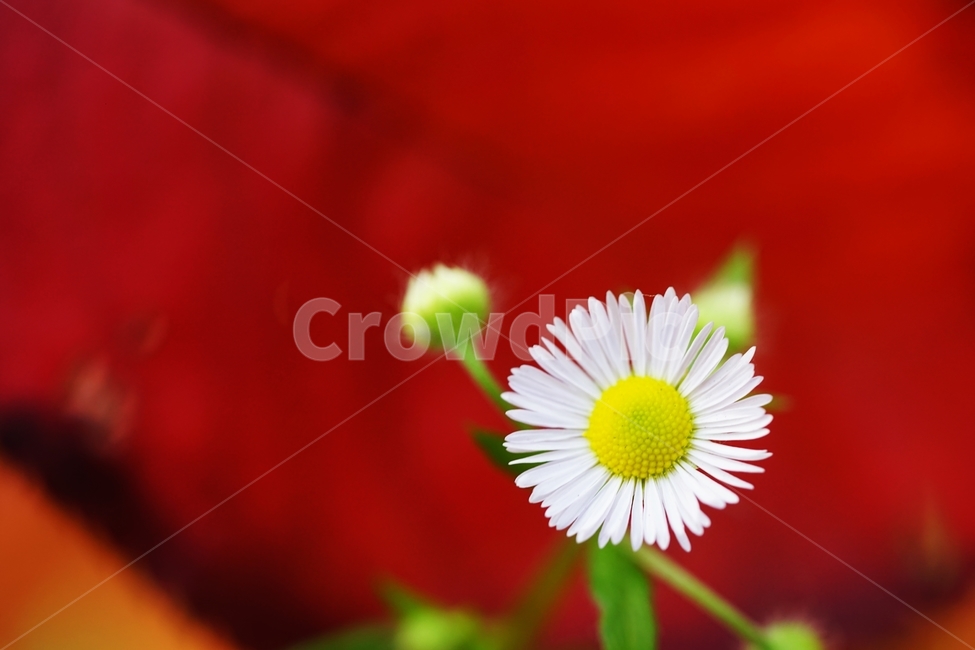 개망초,개망초꽃,야생화,국화과,귀화식물,식물,자연,plants,nature,꽃,flower