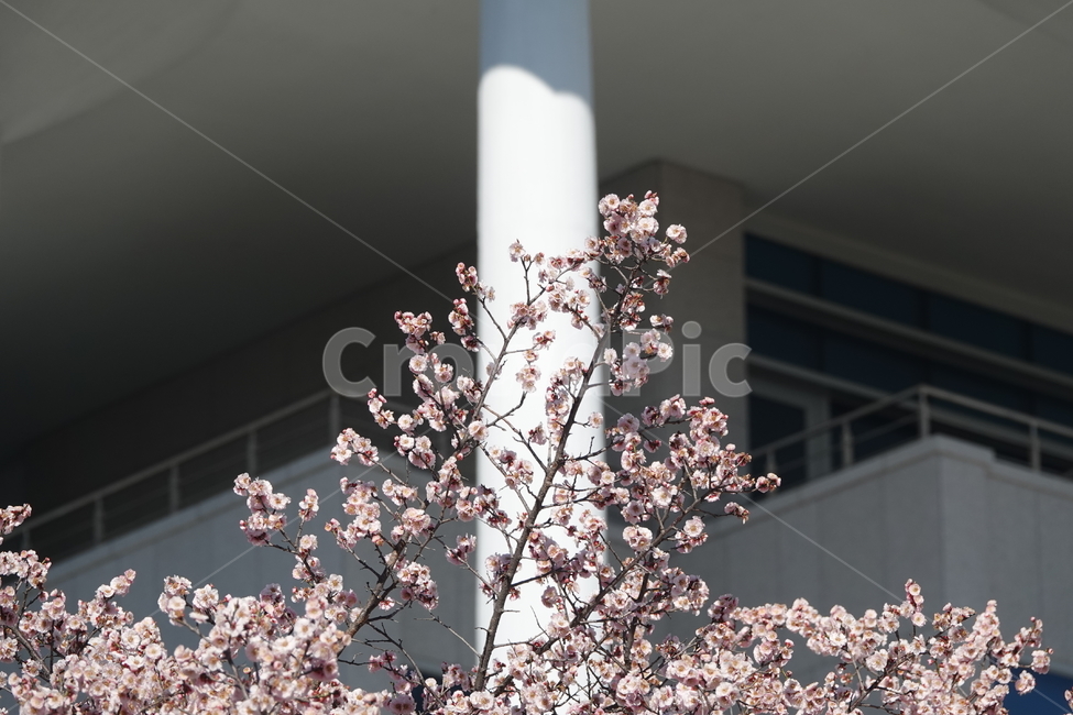 식물,꽃,벚꽃,봄,plkant,blossom,flower,cherryblossom,봄,계절,spring,season,식물,자연,plants,nature,꽃,flower