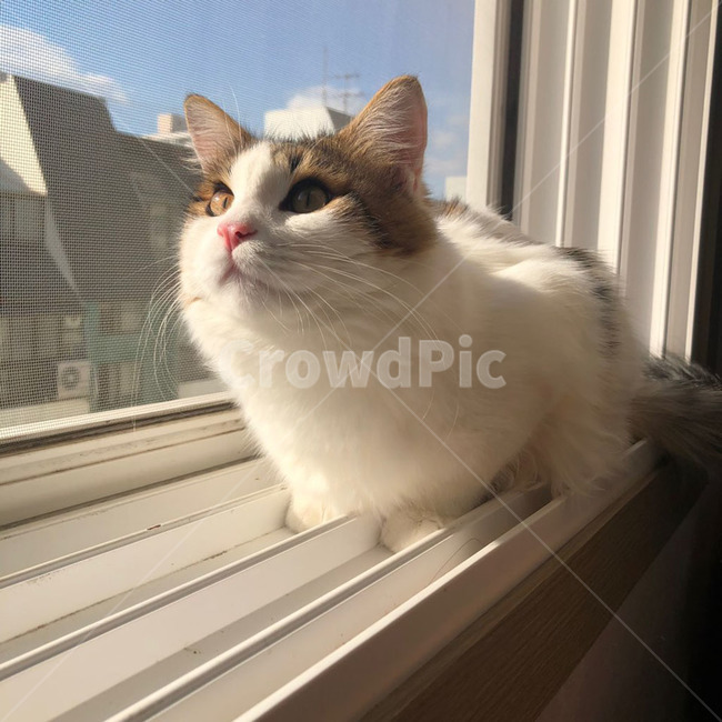 노르웨이숲,노르웨이숲고양이,고양이,일광욕,광합성,창문,밖,쳐다보기,식빵,굽기,식빵굽는고양이,하얀색,검정색,갈색,노란색,주황색,회색,털,솜방망이,솜뭉치,핑크색,분홍색,코,귀여움,아름다움,멋짐,예쁨,상큼함,동물,animal,포유류,mammal,고양이,cat,kitten,kitty