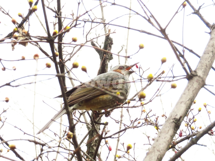 animal,동물,bird,새,조류,식사시간,나뭇가지,나무,날개,깃털,부리,feather,branch,fruit,열매,자연,야색,nature,동물,animal,조류,새,birds