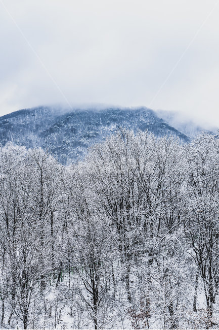 겨울,폭설,흰색,설원,자연,공원,야외,겨울,계절,winter,season,자연,풍경,nature,landscape,plant,식물,tree,나무,fir,전나무,outdoors,옥외
