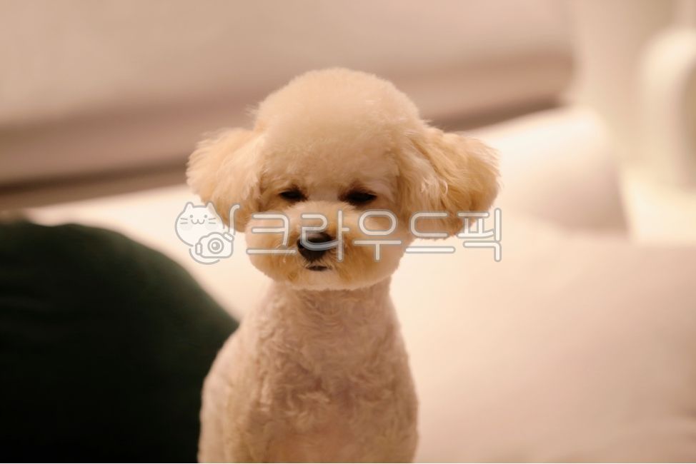 강아지,푸들,크림푸들,개,puppy,dog,poodle,애완견,반려견,동물,animal,포유류,mammal,개,강아지,dog,doggy