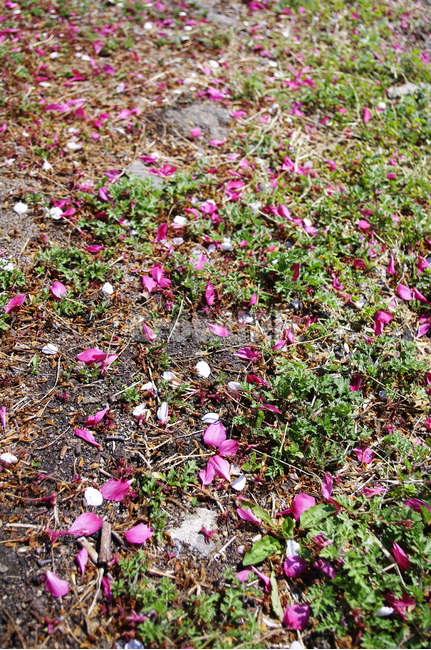 꽃,flower,꽃잎,낙화,계절,봄,spring,꽃,flower