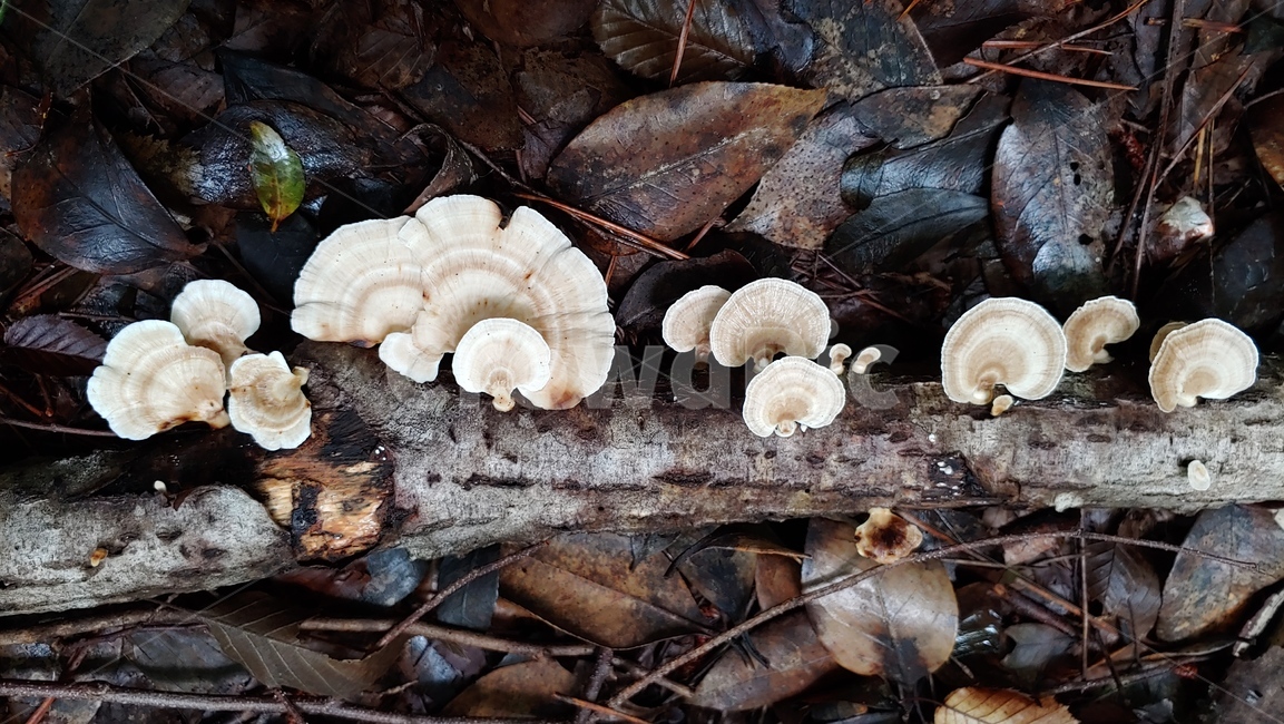 버섯,야생버섯,독버섯,afieldmushroom,setas,버섯,mushroom